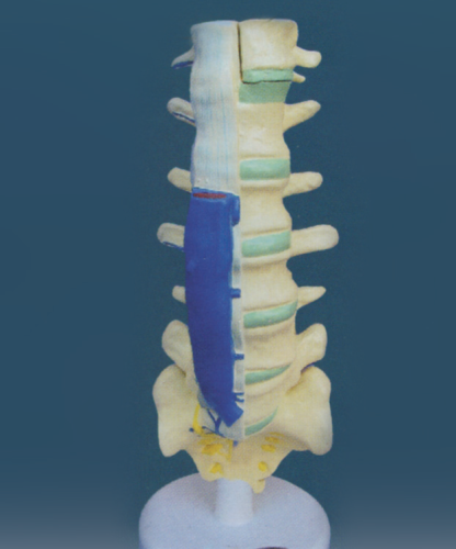 lumbar column