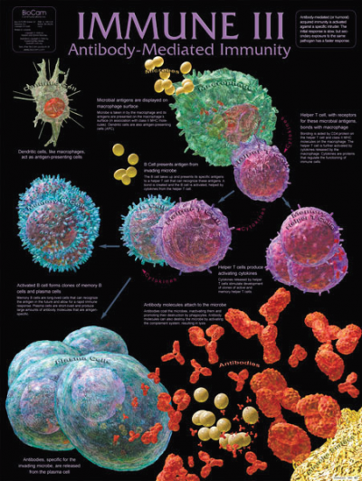 Immune III Antibody-Mediated Immunity Chart | King Mariot Medical Equipment